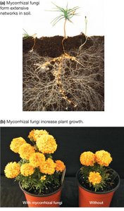 Comparison of plant growth with and without mycorrhizal fungi