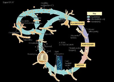 Cross-section of a lichen showing fungal and algal layers