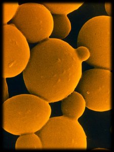 Yeast cells under microscope