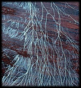 Fungal mycelium growing on substrate