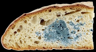 Mould growing on bread