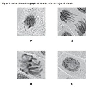 Photomicrographs of mitosis stages