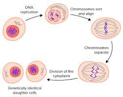 Diagram of cell cycle stages