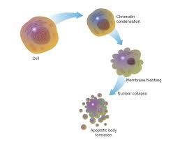 Stages of apoptosis