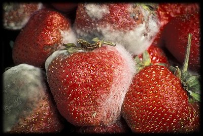 Mold growing on strawberries (asexual reproduction)