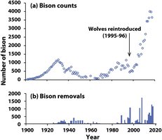 Bison population counts and removals in Yellowstone National Park