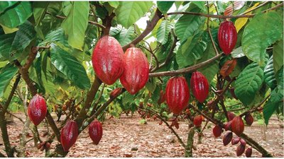 Cacao tree with fruits (pods)