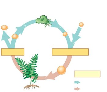 Diagram of alternation of generations in plants