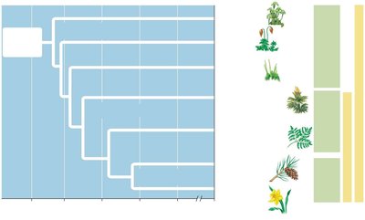 Timeline of major plant groups: bryophytes, seedless vascular plants, seed plants