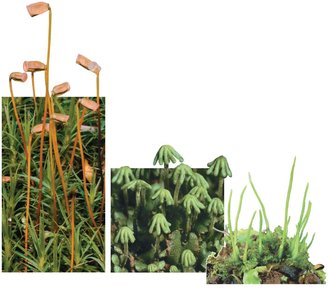 Images of moss, liverwort, and hornwort