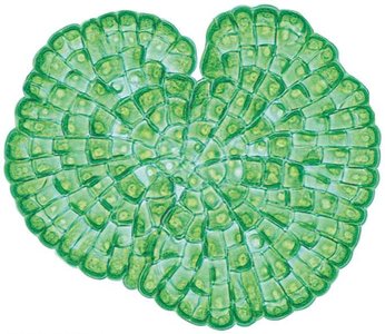 Coleochaete, a simple charophyte