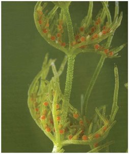 Chara, an elaborate charophyte