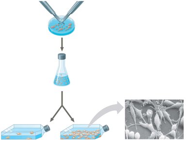 Effect of growth factor (PDGF) on cell division in culture