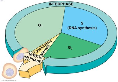 Diagram of the cell cycle showing G1, S, G2, and M phases