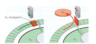 G1 checkpoint and entry into G0 phase