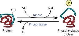 Protein phosphorylation and dephosphorylation
