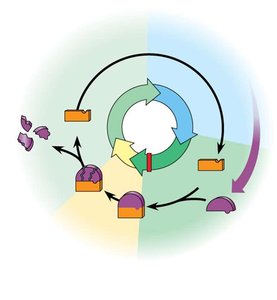 Cyclin-Cdk complex and cell cycle regulation