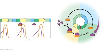 Fluctuation of MPF activity and cyclin concentration during the cell cycle