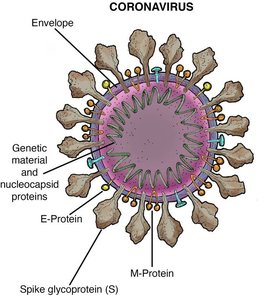 Diagram of coronavirus structure