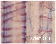 Plant cell