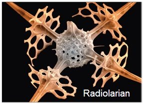 Protist cell