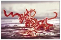 Bacterial cell