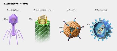 Examples of viruses: Bacteriophage, Tobacco mosaic virus, Adenovirus, Influenza virus