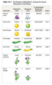 Table of Mendel's seven pea plant characters