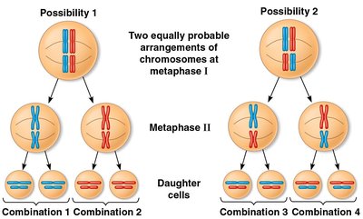 Independent assortment of chromosomes