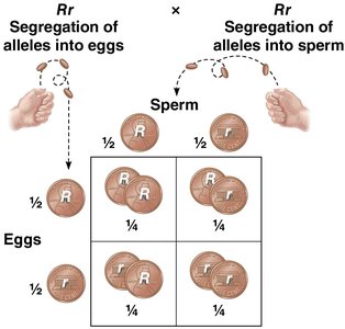 Probability in monohybrid crosses using coins