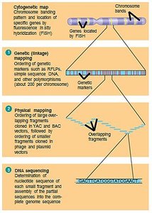 Overview of genome mapping strategies