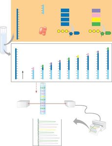 Dideoxy chain-termination DNA sequencing method