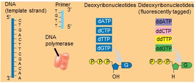 Details of dideoxy sequencing chemistry