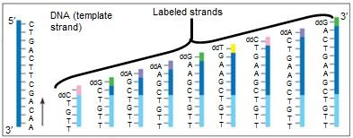 Labeled DNA strands in sequencing