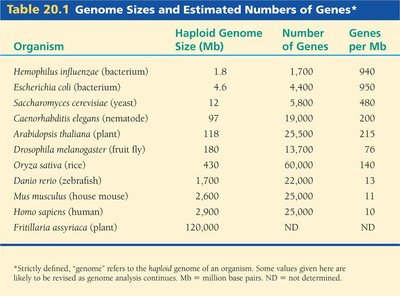 Genome sizes and estimated numbers of genes
