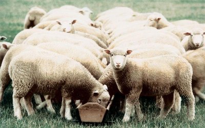 Transgenic animals as pharmaceutical factories