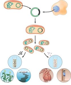 Overview of gene cloning with a bacterial plasmid, showing various uses of cloned genes