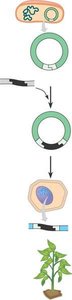 Genetic engineering in plants using the Ti plasmid