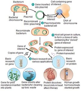 Detailed steps and applications of gene cloning