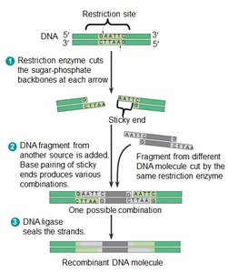 Using restriction enzymes and DNA ligase to make recombinant DNA