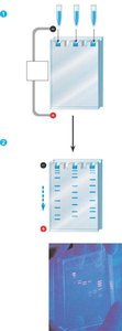 Gel electrophoresis setup and results