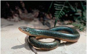Eastern glass lizard (Ophisaurus ventralis)