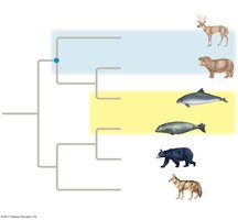 Phylogenetic tree with outgroup options