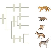 Phylogenetic tree with taxonomic categories and animal examples