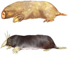 Australian marsupial mole and North American eutherian mole illustrating analogy