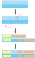 Diagram of DNA sequence comparison and cell division error