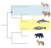 Phylogenetic tree showing paraphyletic and polyphyletic groups