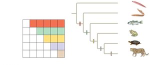 Character table and phylogenetic tree for vertebrates
