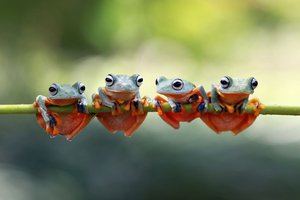 Illustration of frog, tuna, snake, penguin, bat