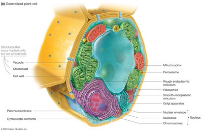 Generalized plant cell with labeled organelles